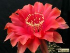 Echinopsis hybrid  Red Paramount X High Noon