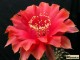 Echinopsis hybrid Madame Pele  X  Red Paramount