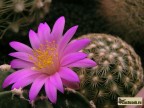 Mammillaria deherdtiana Benito Juarez VK 