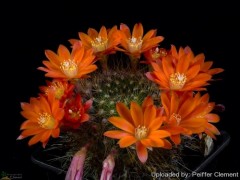 Rebutia fiebrigii FR 83