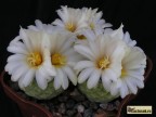 Strombocactus disciformis MZ 586 Peňa Blanca 