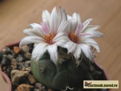 Turbinicarpus polaskii MZ 706 La Bonita  