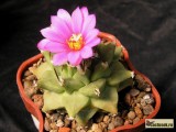 Купить кактус Turbinicarpus