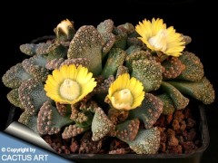 Titanopsis calcarea SB 1111