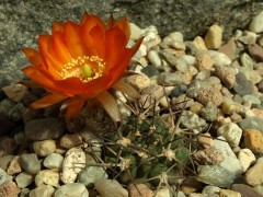 Acanthocalycium variiflorum ZJ 41 Amaicha del Valle Tucuman