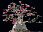 Adenium obesum