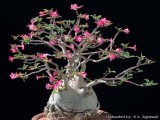 Купить семена  Adenium