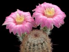 Echinocereus adustus SB 72 Chihuahua 