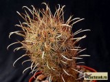 Купить семена Ancistrocactus