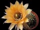 Echinopsis hybrid   Illias   X   Ate