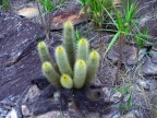 Micranthocereus auri-azureus HU346