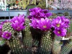 Echinocereus bonkerae Lz 130