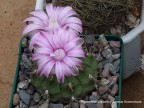 Gymnocalycium damsii ssp. evae v. boosii STO 1711    