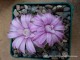 Gymnocalycium damsii ssp. evae v. boosii STO 1711    