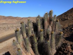 Eulychnia breviflora RUS 249 Chile : (Pargue National Llanos de Challe)