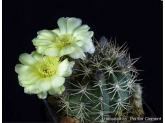 Acanthocalycium brevispinum P 42 Sierra de Quilmes Salta 1700 m