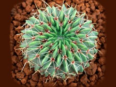 Notocactus  buiningii 