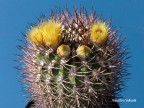 Pyrrhocactus bulbocalyx 