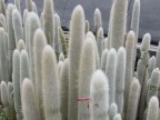 Cleistocactus straussii