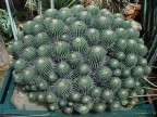 Copiapoa dealbata v. carrizalensis JN 817, entrada NP Llanos de Challe, Atacama, 10m, Ch.