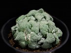 Ariocarpus retusus cv. Cauliflower