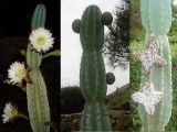 Купить семена Cereus