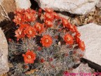 Echinocereus coccineus RUS-275, Ohara Rd, New Mexico,USA  