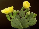 Кактус Opuntia купить