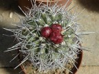 Copiapoa alticostata, Quebrada Negra, Atacama, Chile