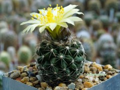 Copiapoa tigrillensis KK 1385, El Tigrillo, Chanaral, Chile, 300m