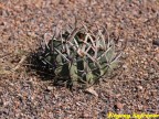 Echinofossulocactus coptonogonus RUS 517, El Pedernal, SLP