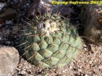 Coryphantha longicornis, Durango, Ignacio Aliende, RUS-397