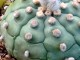 Astrophytum asterias ‘Ooibo’ mix