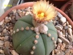 Astrophytum   asterias  nudumum 5r X asterias  SuperV