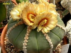 Astrophytum cultivar asterias 'Rensai' 