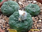 Astrophytum  asterias  'Kikko'