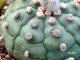 Astrophytum cultivar mix