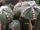 Astrophytum asterias cultivar mix