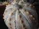 Astrophytum asterias ‘Ooibo’ mix