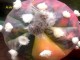 Astrophytum asterias cultivar mix