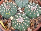 Astrophytum asterias nudum mult (9-13r) X  V-typ