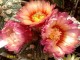 Astrophytum asterias 'Super Kabuto' red flovers X asterias red flovers