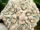 Astrophytum asterias 'HANAZONO' 