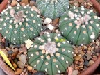 Astrophytum asterias multicostatum(11-13 ribs)