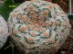 Astrophytum asterias nudum mult (9-13r) X  V-typ