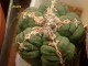 Astrophytum cultivar mix