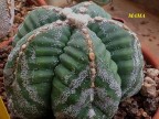 Astrophytum myriostigma 'Milky Way'     