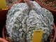 Astrophytum myriostigma cultivar mix