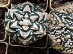 Astrophytum asterias  5R  V-type