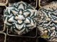 Astrophytum asterias nudum mult (9-13r) X  V-typ